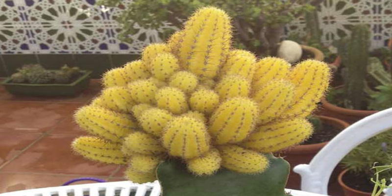peanut cactus echinopsis chamaecereus