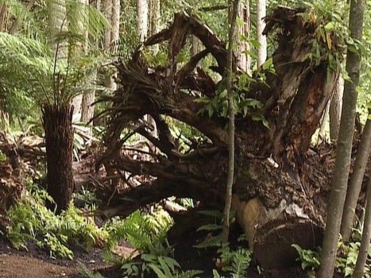 Huge stumpery