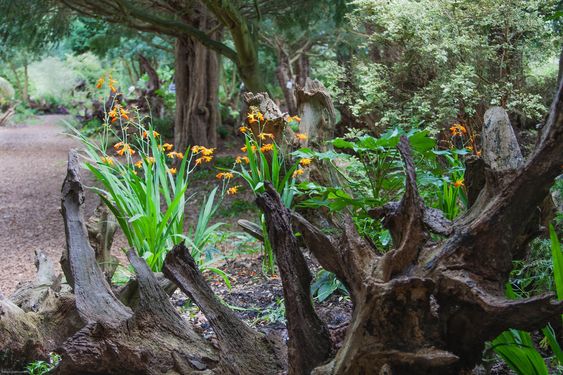 stunning stumpery